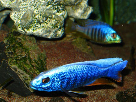 2011121175947_Acquario 2 146.jpg